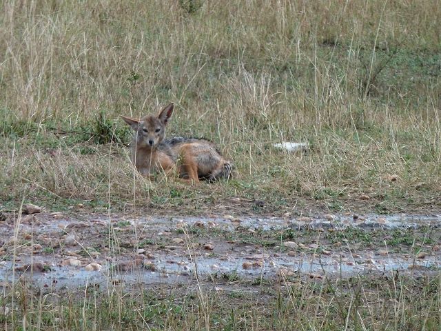 Masai Mara Jackal Streifenschakal Masai Mara Jackal Streifenschakal